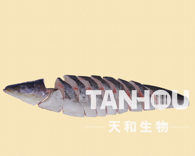 天和生物-珍鱺全魚全切片
